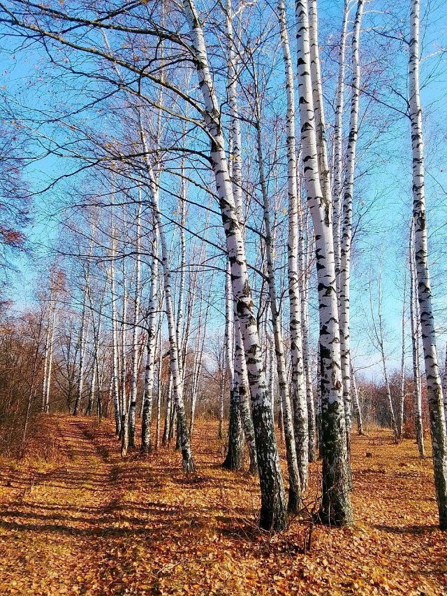 ПРИРОДА ДУХОВОЙ