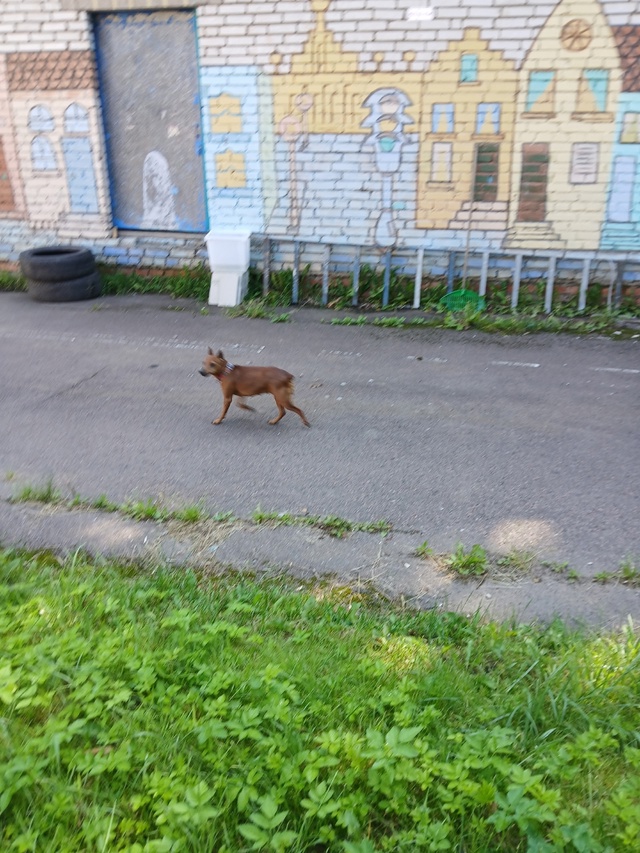 Чья собака, бегает по улице Ломоносова
Анонимно