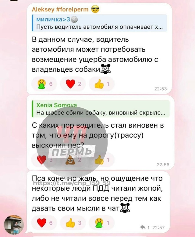 🔴Скандал из-за сбитой на шоссе собаки разгорелся в со?...