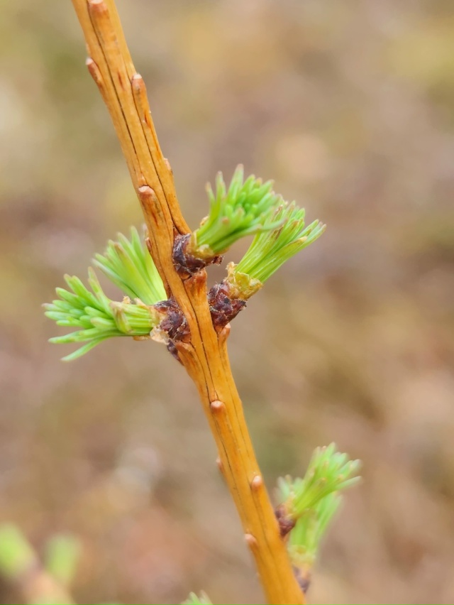 Красота Севера❤
Источник: Дом Фёклы