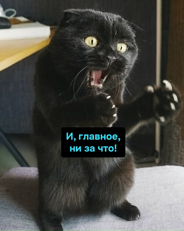 Кошачья жизнь: за говно — тапок, за порядок — тапок. Ка?...