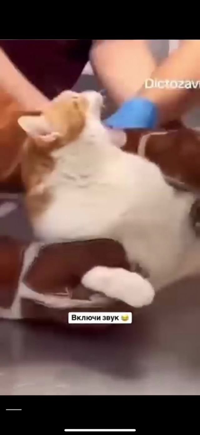 Какой же разговорчивый котик..