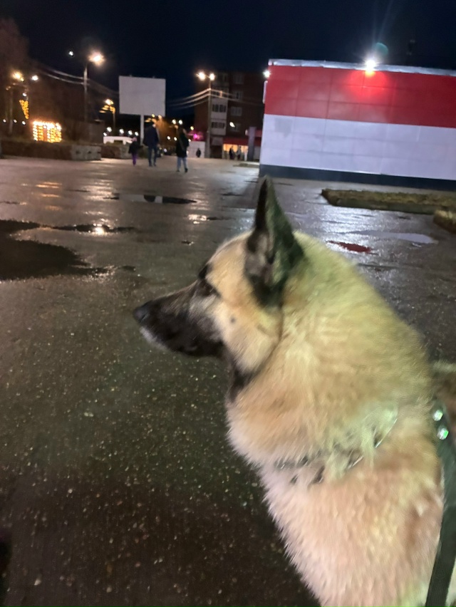 Нашла собаку с поводком . Пес пока у меня придержу скол?...