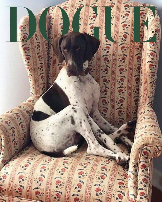 Журнал Vogue назвал самых стильных пёсиков планеты.
Целый месяц редакция разбирала более 50 тысяч ф