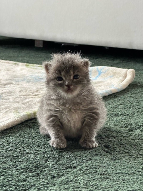 Бахнув пельменiв