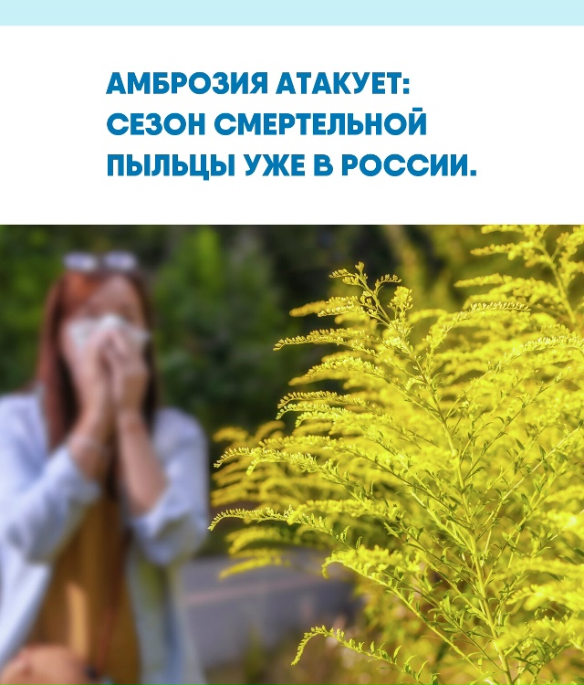 Этот сорняк не просто вызывает насморк — он способен о...