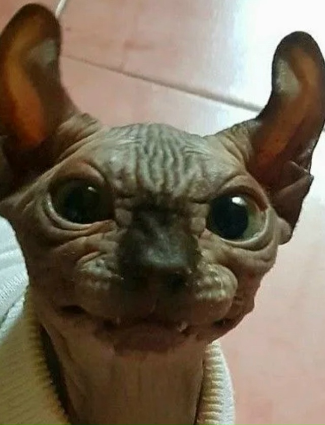 График глистогонки кошек зависит от образа жизни и тип...