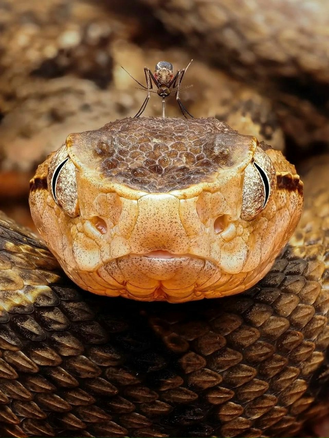 Французскому фотографу дикой природы удалось сделать ...