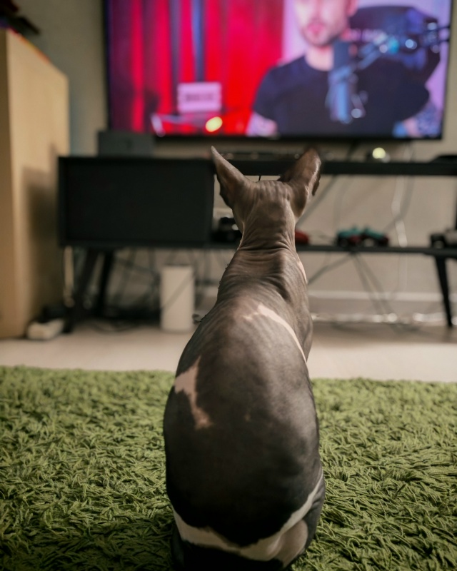 Гермес и его приключения в квартире.