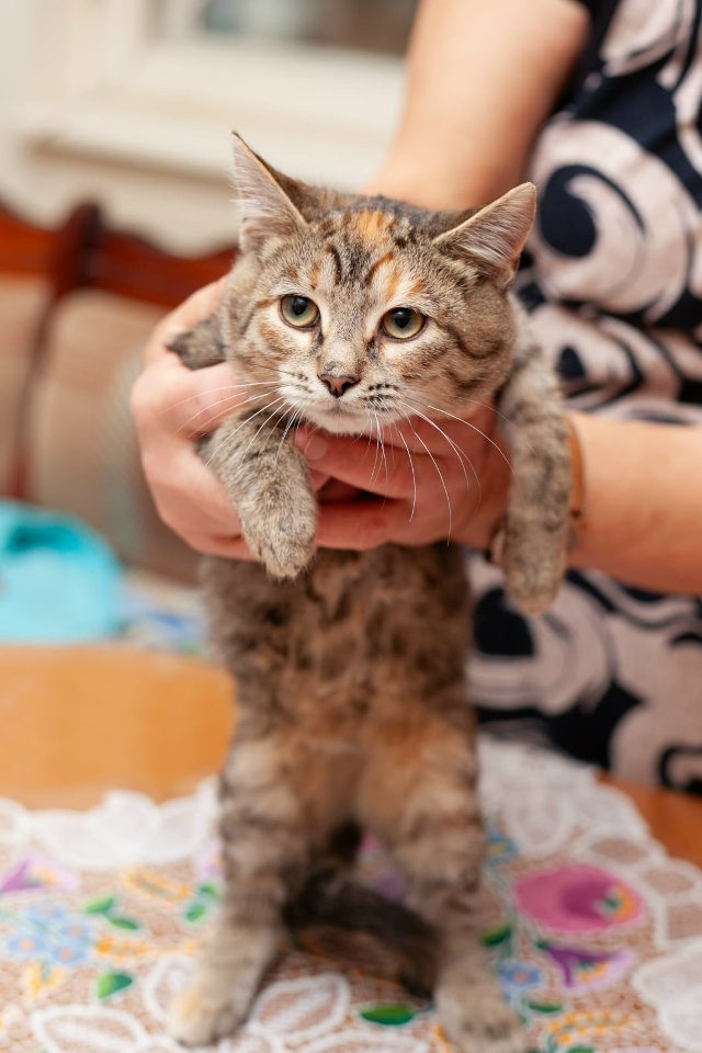 Подарите котятам шанс на жизнь в тепле и уюте!
Их детст?...