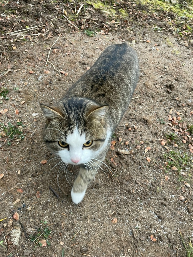Кто потерял? Бегает в пятом садоводстве