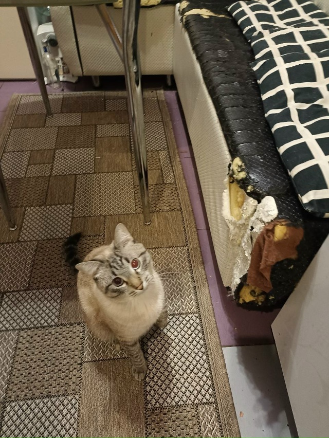 Кот Арбуз. На столе полазил, диван ободрал...Чем бы ещё з...