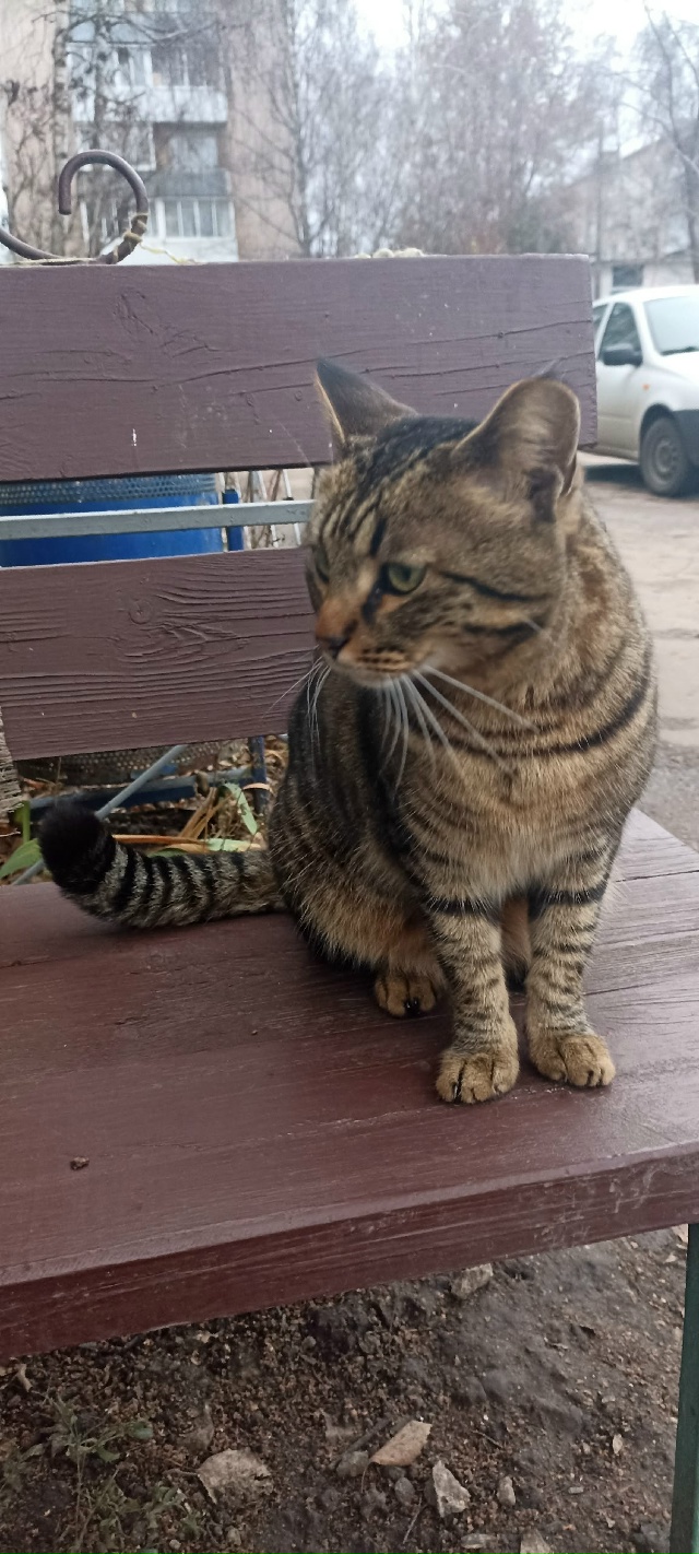 Возьмите кошечку в частный дом 🙏
Мышеловка отличная, ?...