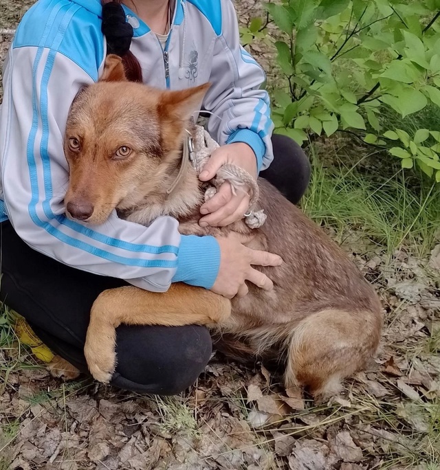 SOS!!!!
Потерялся пëс по кличке Барт.
Убежал вместе с пов?...