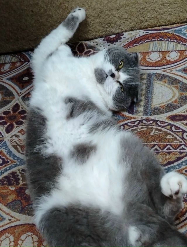 Всем доброго времени суток. Пропал кот территориально ...