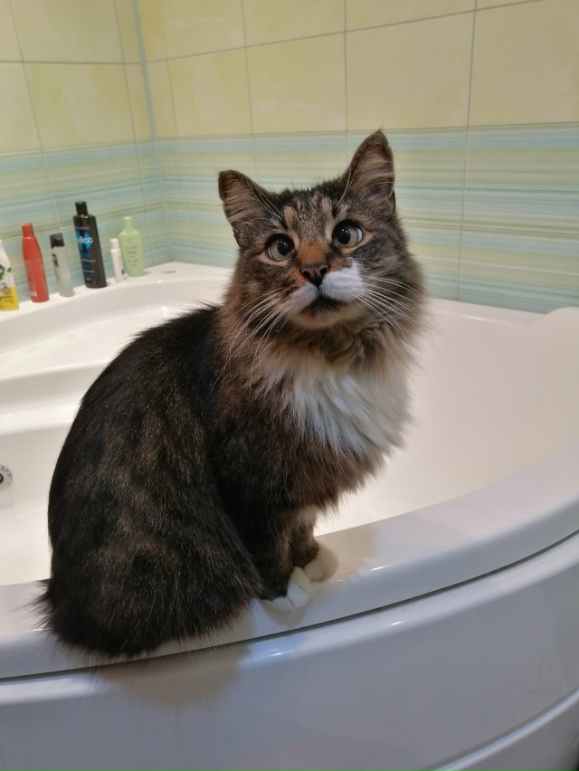 Мои любимые ребятушки!
Бесподобные котики и собачки!
?...