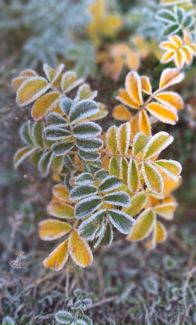 Красота первых заморозков в Мурманской области💙
Фот?...