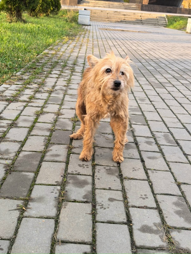 Никто не терял собаку? Бегает возле ЖД вокзала.(Волхов-1...