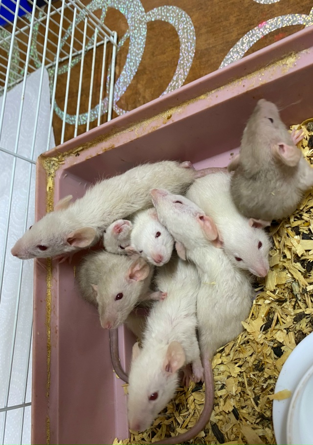 Отдам крысок, малышам около месяца, взрослым около пол?...