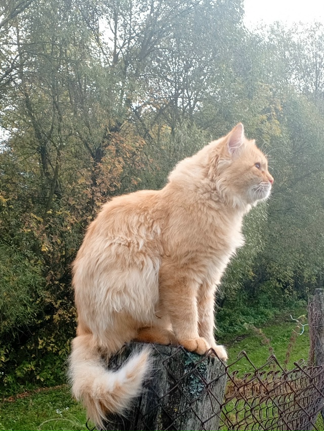 Барсик 🍂🍁❤️