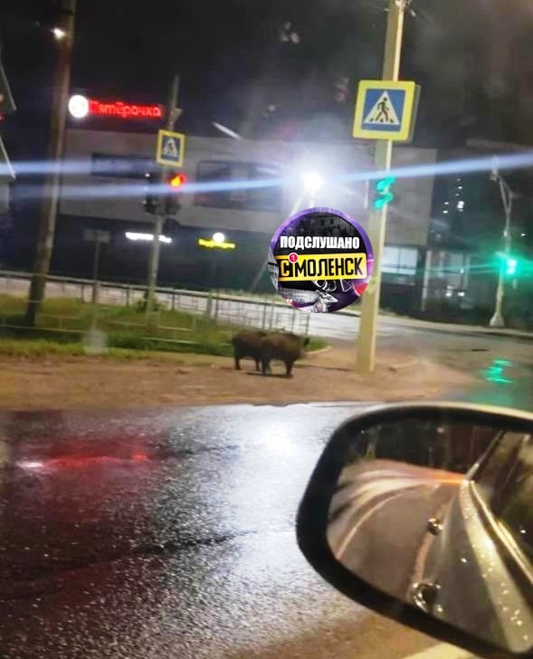 🐗Ночью в Смоленск пришли неожиданные гости
На перес...