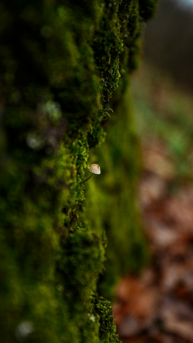 🥰 Осенняя красота в лесах Воронежской области