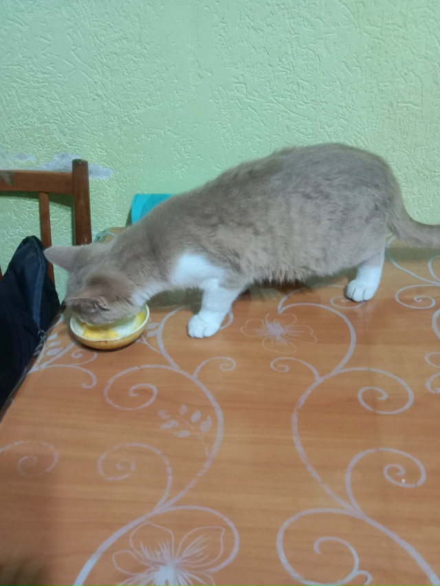 Найдена кошка в поселке Кузнецово около д/к Крылатый п?...