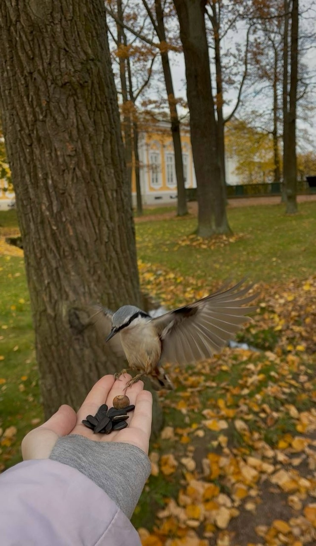 Общительные птички в Петергофе ❤