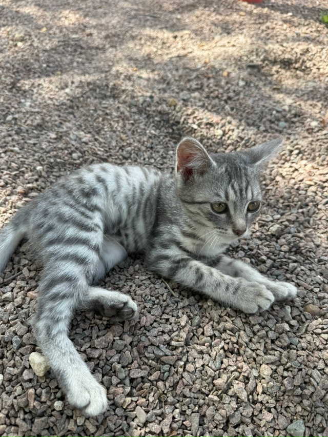 На озере живет маленький котенок ( девочка), может кто в...