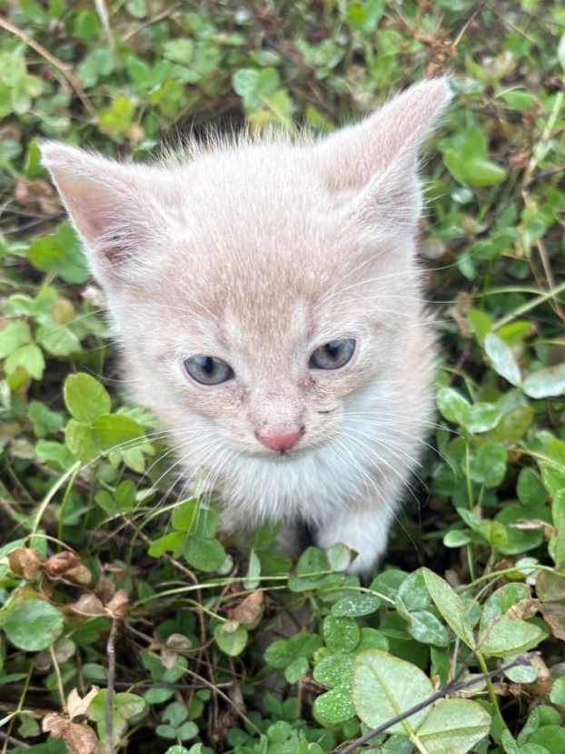 СПб и Лен.обл
Срочно нужен дом для котёнка.Мальчик 1,5 ме...