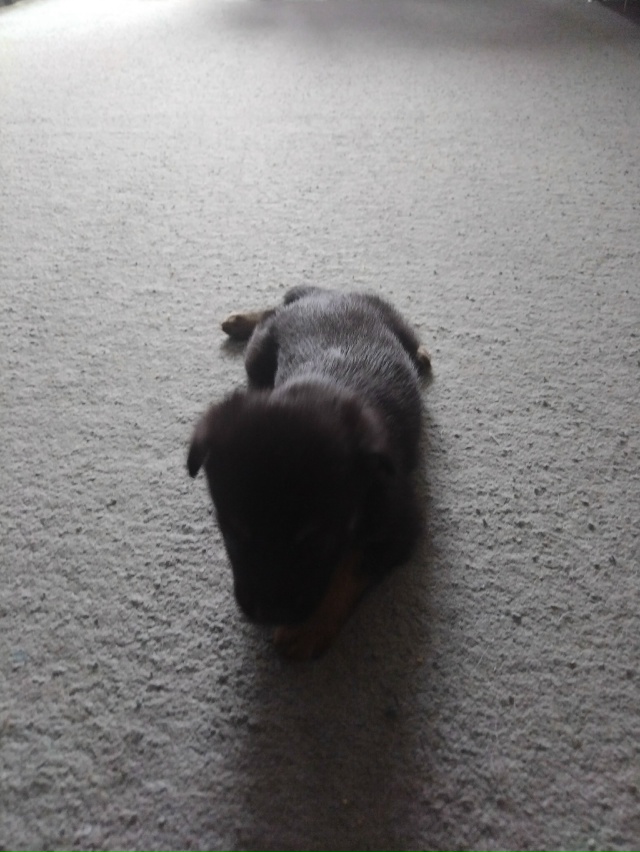 Отдам щенков в добрые руки. Мама чихуахуа а папа подоно...