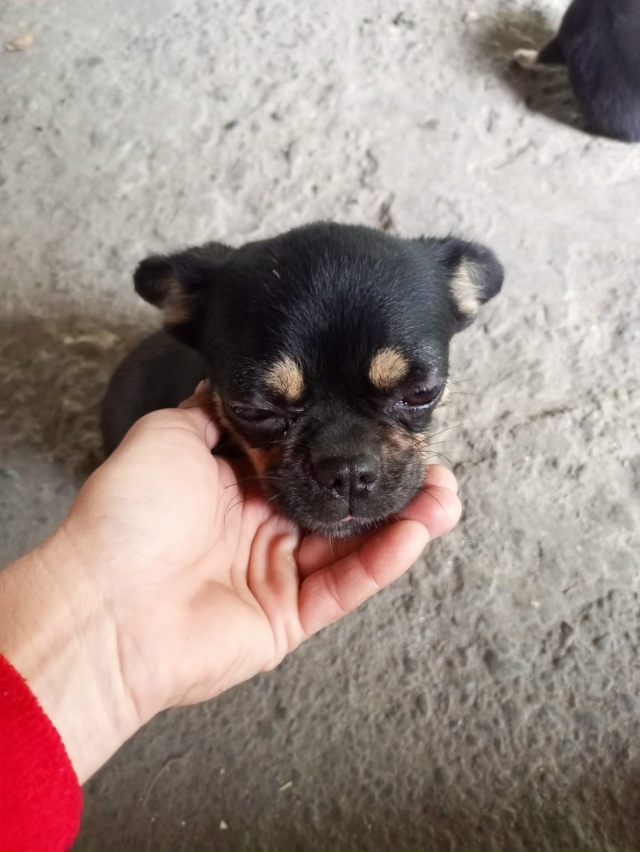 Отдам щенка сучка мама и папа на фото