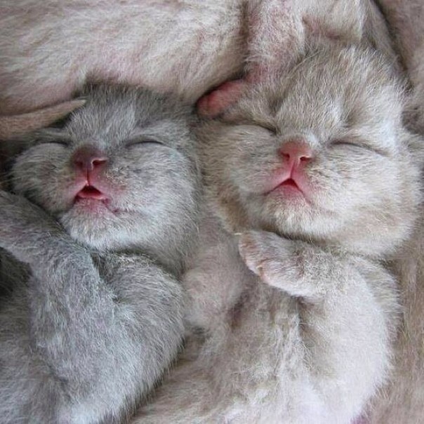 Спокойной ночи, котики)