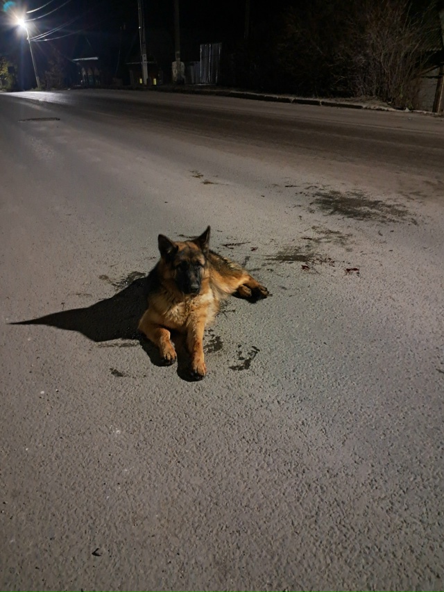 Помогите пожалуйста! Сбили собаку, ул.Цементников( маг ...