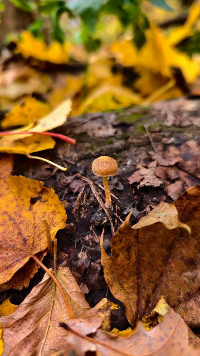 Чудесные осенние пейзажи нашей области