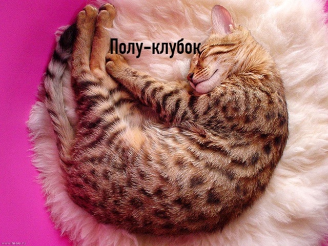 Любимые позы для сна =»>