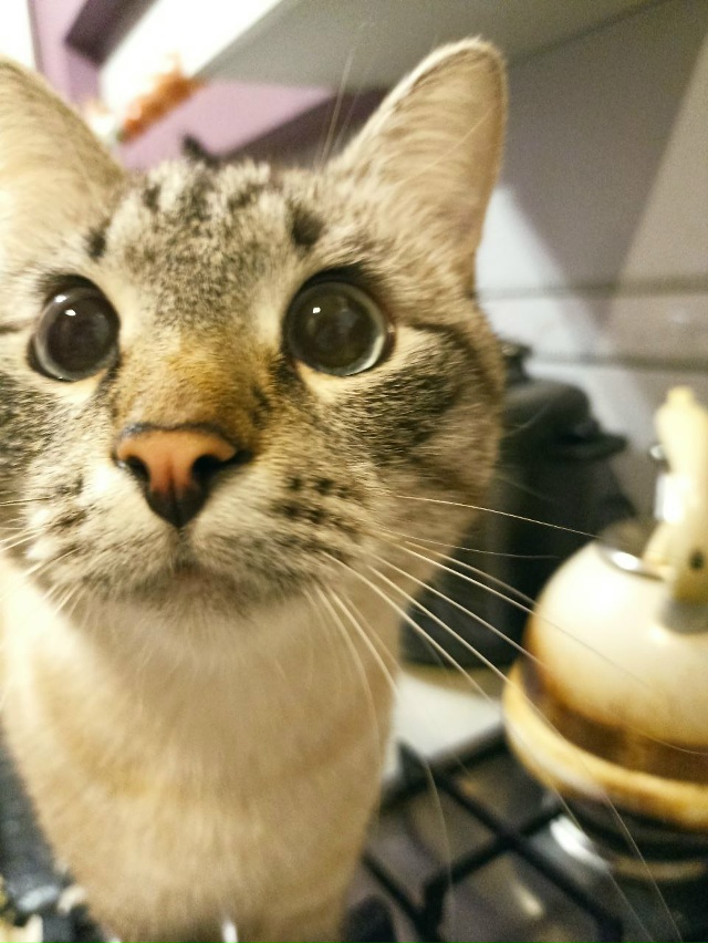 Где мои вкусняшки? 🍖🐟