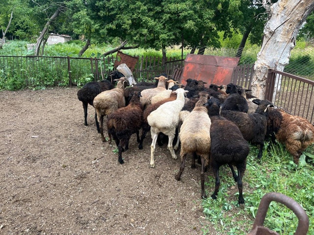 Продам валушков годовалые и пологодовалые!
Номер для с...