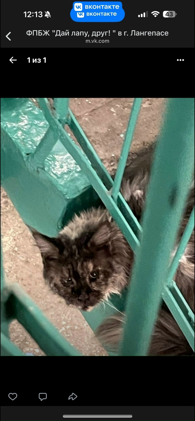 ПОМОГИТЕ хоть кто нибудь коту мейн-куну!! Он очень боле?...