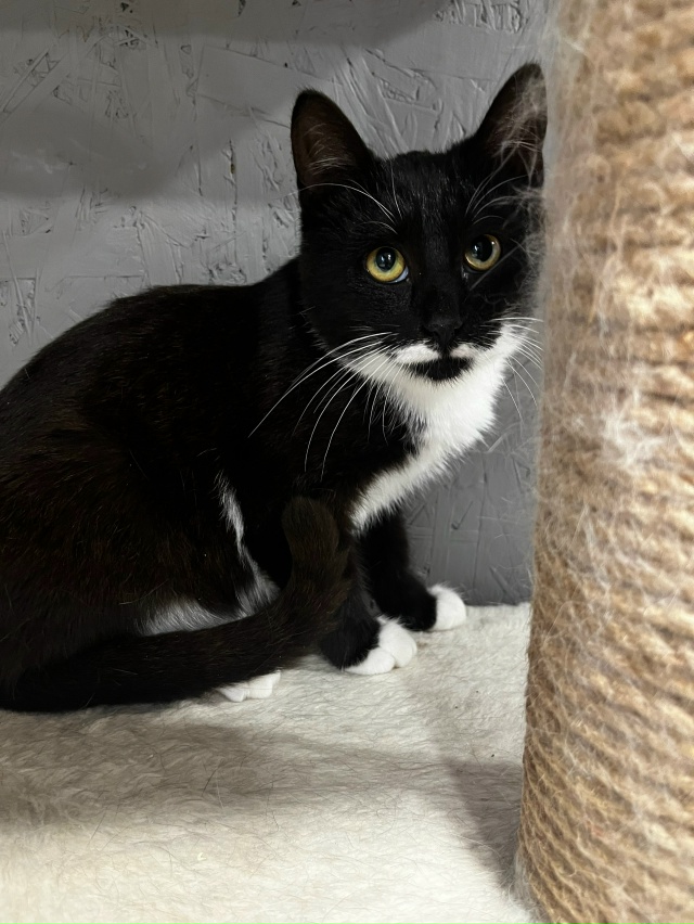 Кировск.
Подарите ребёнку дом и любящую семью 🙏🏻.
Нес...