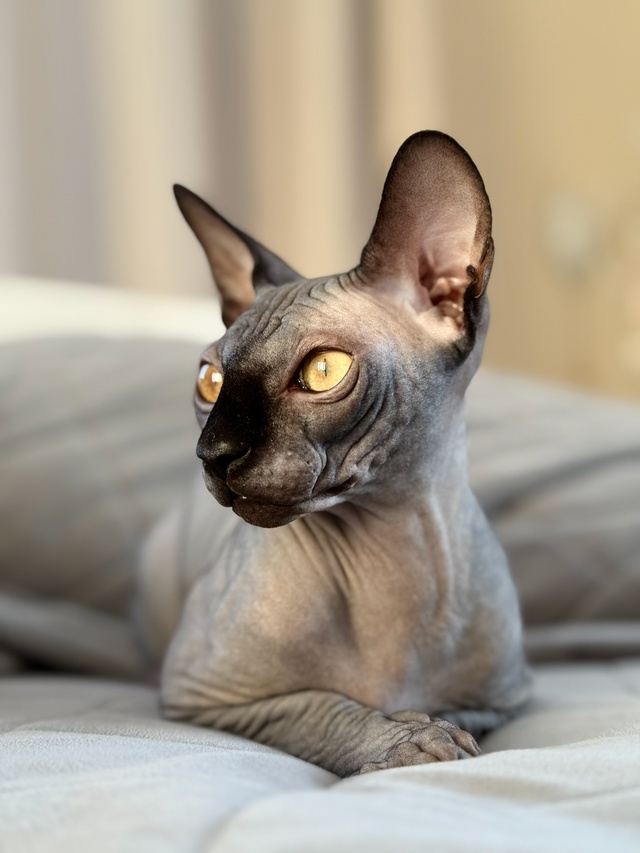 Это Смоки красавчик ?‍⬛