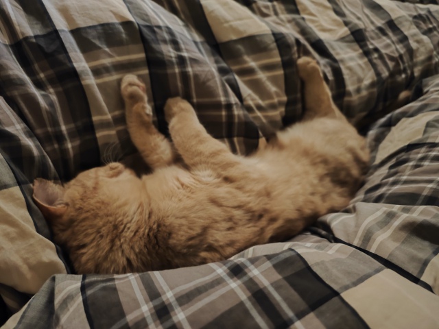 Удобно
#ЛисаФиса