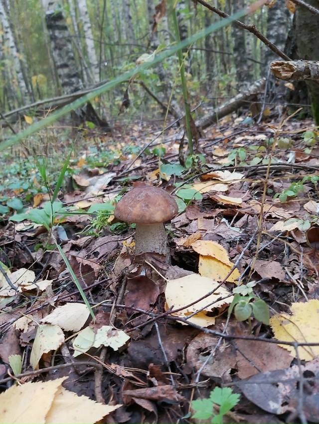 Грибной день🍂