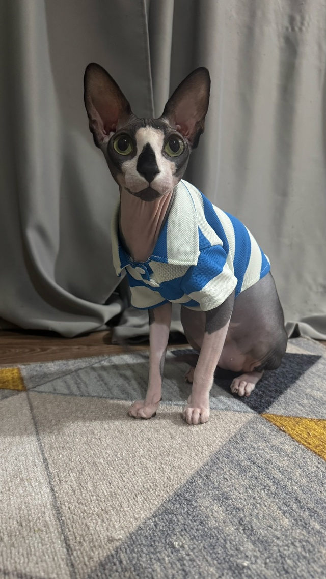 Чендлер, он же кот, он же сыночка сраная , с гардеробом б...