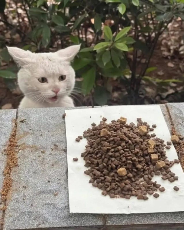 Девушка подкармливает уличного кота - и всякий раз он искренне удивляется