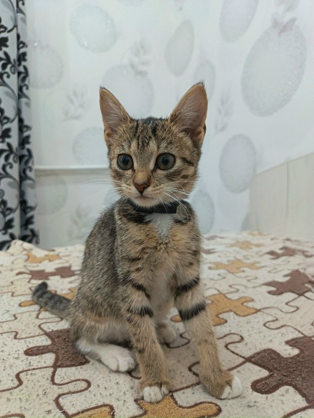 отдадим в добрые руки котят 🩷
ищем для них заботливых ...