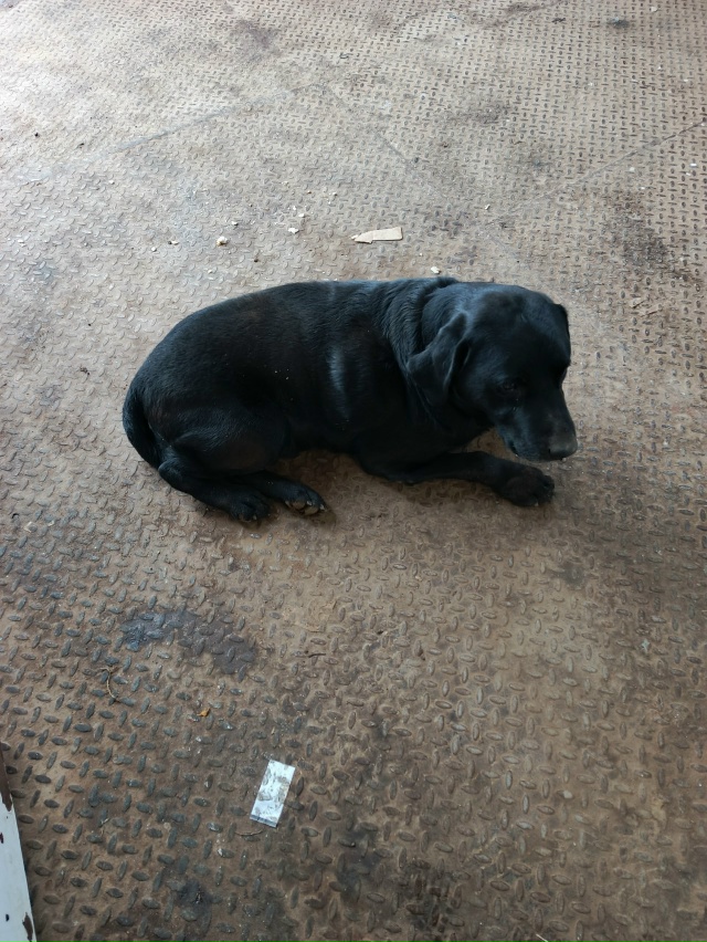 Чья потеряшка, сидит у Магнита на октябрьской, может кт...