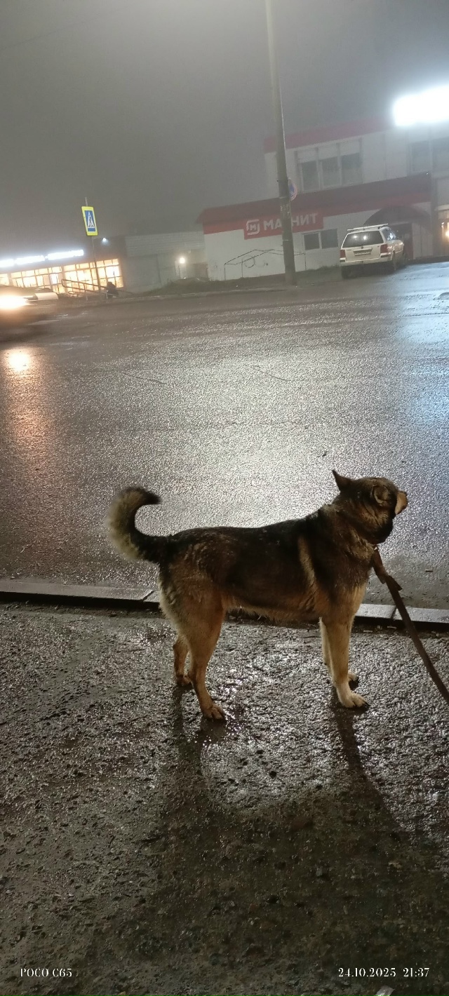 Найдена собака, около остановки гриль мастер напротив ...