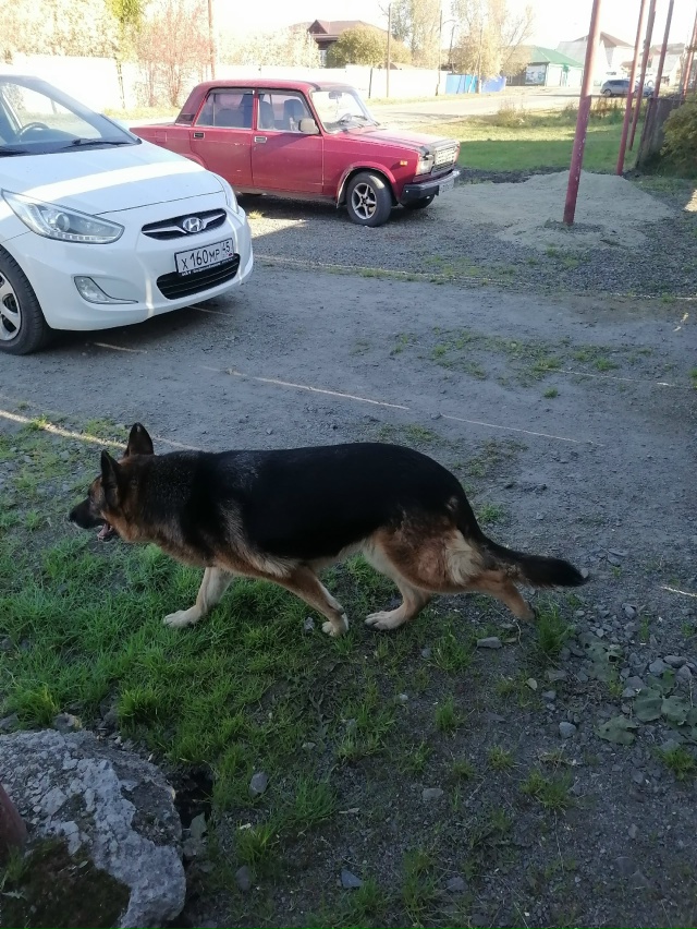 Кто потерял? Овчарка бегает по Гагарина.