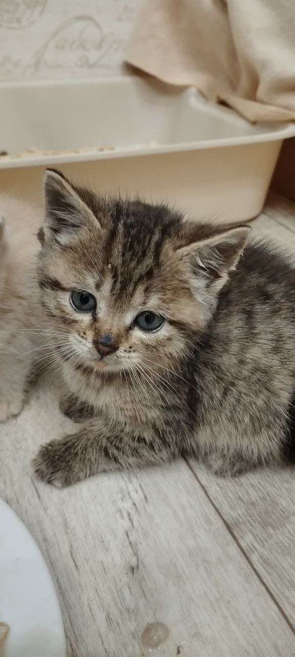 Этим трем рыжым мальчикам и камышовой девочке нет ещё ?...